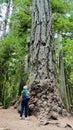 MacMillan Provincial Park A teenage girl stands near a huge tree she travels And she looks at the forest in a green T