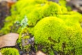 Macro Nature Fall forest scene green moss on a dead tree