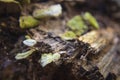 Macro Nature Fall forest scene and growth on a dead tree