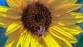 Sunflower with a honey bee