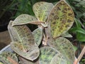 an unusual plant the jewel orchid