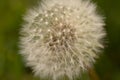 Macor Close Up White Dandelion Weed