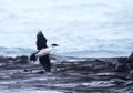 Macquarie shag, Leucocarbo purpurascens