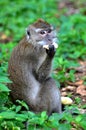 Macque sat in the Greenery to Eat