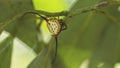 Macracantha Arcuata Spider