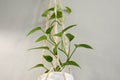 Macrame flower pot with curly flower