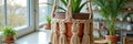 Macrame hanging plant holder with greenery in sunlit room Royalty Free Stock Photo