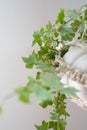 macrame plant detail Royalty Free Stock Photo