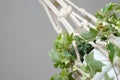 Macrame plant detail