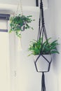 Macrame plant hanger