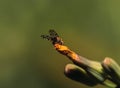 Macrco shot of a fly on a flower bud against a green blurry background Royalty Free Stock Photo