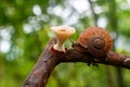 The snail slowly moving towards mushroom