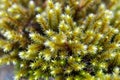 Macro with above view of fresh green moss in woods Royalty Free Stock Photo