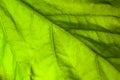 Macro abstract background of bright green leaf with veins. Royalty Free Stock Photo