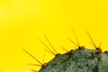 Macro Abstract Of Cactus Thorns Of On Punchy Pastel Yellow Background With Copy Spase.