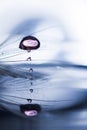 Macro, Abstract Composition With Colorful Water Drops On Dandelion Seeds