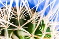 Macro abstract shot of long white torns of green cactus on blue background.