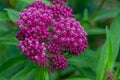 Macro abstract view of budding swamp milkweed asclepias incarnata flower blossoms