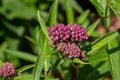 Macro abstract view of budding swamp milkweed flower blossoms