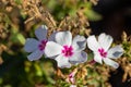 Macro abstract view of delicate white five petal flowers with deep pink interior in a sunny garden Royalty Free Stock Photo