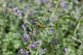 Macro abstract view of a dragonfly perched on a Russian sage plant
