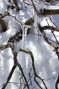 Macro abstract view of melting snow and ice creating icicles on a bare branch tree Royalty Free Stock Photo