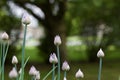 Macro abstract view of newly budding flowers on chives herb plants