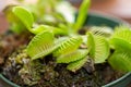 Macro abstract view of a potted Venus Flytrap plant Royalty Free Stock Photo