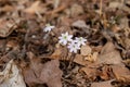 Macro abstract view of white anemone wildflowers