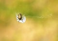 An Aculepeira spider on its web , Araneidae Royalty Free Stock Photo