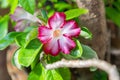 MACRO Adenium flowers white with pink edges tree or Desert rose, Mock Azalea, Pinkbignonia, Impala lily. Breed hollland Is popular