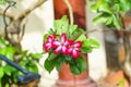 MACRO Adenium flowers white with pink edges tree or Desert rose, Mock Azalea, Pinkbignonia, Impala lily. Breed hollland Is popular Royalty Free Stock Photo