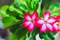 MACRO Adenium flowers white with pink edges tree or Desert rose, Mock Azalea, Pinkbignonia, Impala lily. Breed hollland Is popular Royalty Free Stock Photo