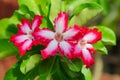 MACRO Adenium flowers white with pink edges tree or Desert rose, Mock Azalea, Pinkbignonia, Impala lily. Breed hollland Is popular Royalty Free Stock Photo