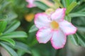 Macro Adenium obesum or desert rose. Colorful flowers are beautiful trees that grow very easily withstand drought conditions.