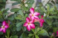 Macro Adenium Obesum pink flowers. Closeup purple blossom background. Desert rose.