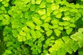 Macro of adiantum fern Royalty Free Stock Photo