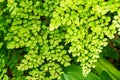 Macro of adiantum fern Royalty Free Stock Photo