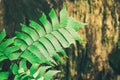 Macro of adiantum fern