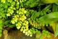 Macro of adiantum fern