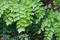 Macro of adiantum philippense or maidenhair fern growing in flow Royalty Free Stock Photo