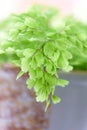 Macro of adiantum philippense or maidenhair fern growing in a Royalty Free Stock Photo