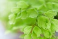 Macro of adiantum philippense or maidenhair fern growing in a Royalty Free Stock Photo