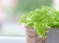 Macro of adiantum philippense or maidenhair fern growing in a Royalty Free Stock Photo