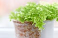 Macro of adiantum philippense or maidenhair fern growing in a Royalty Free Stock Photo