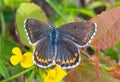 Macro of a adonis blue polyommatus bellargus butterfly on a lotus corniculatus blossom Royalty Free Stock Photo