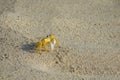 MACRO: Adorable tropical crab with yellow shell wanders around sandy seashore.