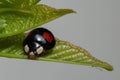 macro of adult Harmonia axyridis, harlequin, multicolored Asian, Asian ladybeetle on leaf Royalty Free Stock Photo