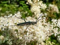 Macro of adult musk beetle (Aromia moschata) with very long antennae and coppery and greenish metallic tint Royalty Free Stock Photo