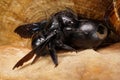 Close-up of caucasian carpenter bee Xylocopa valga on a large egg in the nest Royalty Free Stock Photo
